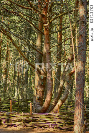 Dancing forest on the Curonian Spit of the Kaliningrad region. 83713733