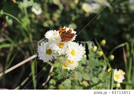 秋の庭に咲くスプレー菊の白い花の蜜を吸うキタテハ 秋の庭に咲くスプレー菊の白い花の蜜を吸うキタテハ 83713851