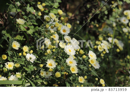 秋の庭に咲くスプレーマムの白い花 秋の庭に咲くスプレーマムの白い花 83713959