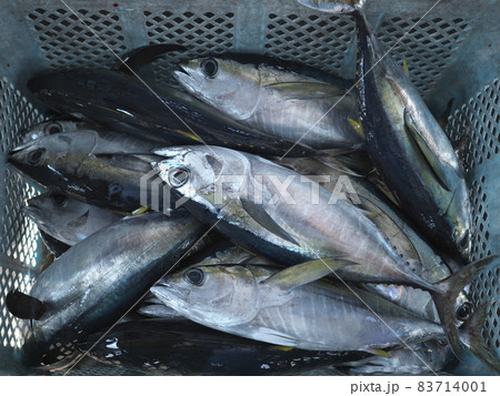 佐良浜漁港に水揚げされたキハダマグロ 佐良浜漁港に水揚げされたキハダマグロ 83714001
