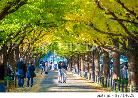 日本の東京都市景観 神宮外苑のいちょう並木などを望む 日本の東京都市景観 神宮外苑のいちょう並木などを望む 83714029