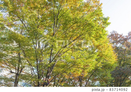 紅葉の林　秋色の紅葉　見上げた紅葉　黄葉 83714092