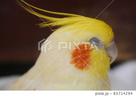 インコ オウム いんこ 83714294