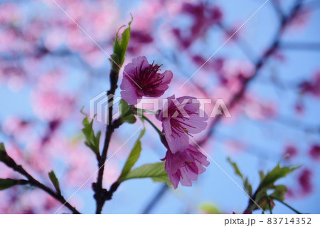 桜 さくら サクラ 83714352