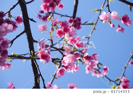 桜 さくら サクラ 83714353