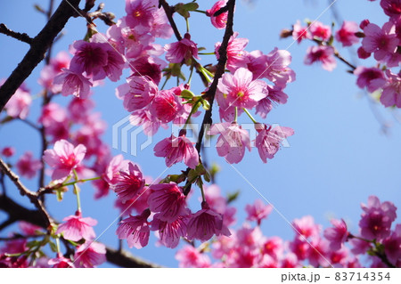 桜 さくら サクラ 83714354