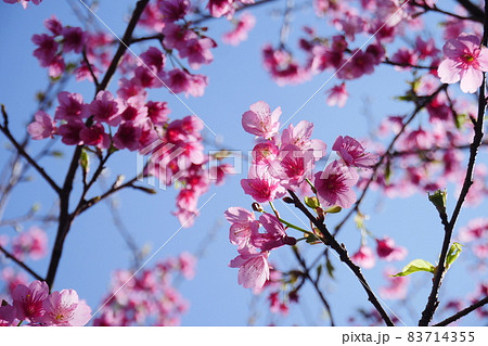桜 さくら サクラ 83714355