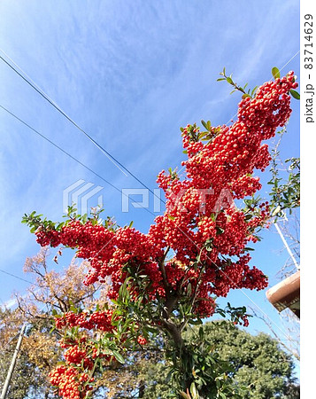 冬の青空と赤の街路樹と光と雲の写真素材