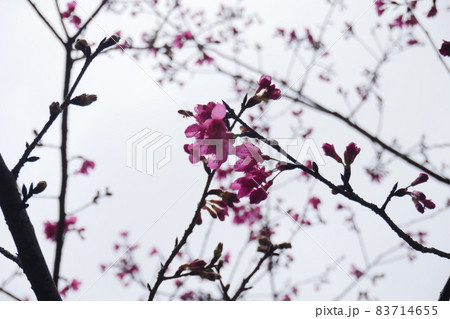 桜 さくら サクラ 83714655