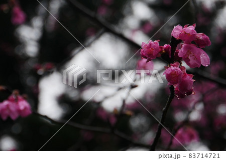 桜 さくら サクラ 83714721