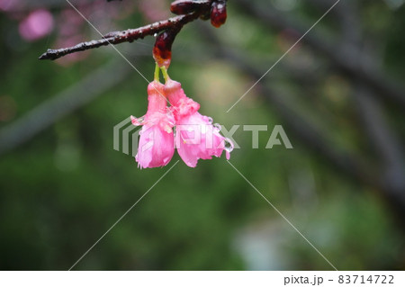 桜 さくら サクラ 83714722