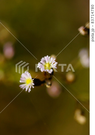 信濃川・やすらぎ堤の箒菊(ほうきぎく) 83714780