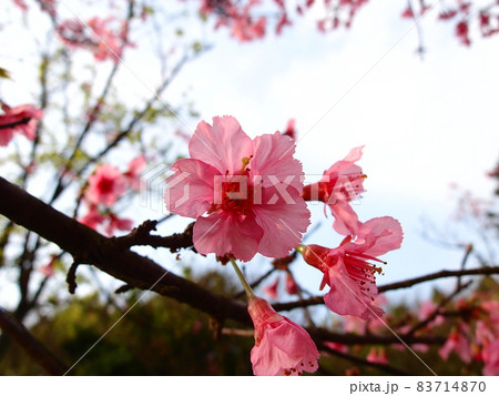 桜 さくら サクラ 83714870