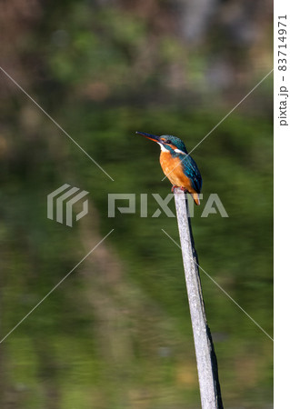 木に留まっているカワセミ 木に留まっているカワセミ 83714971