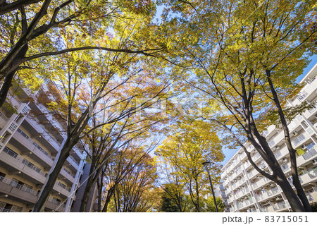 紅葉の林 マンションの紅葉 マンション 公団 秋色の紅葉 見上げた紅葉 黄葉 紅葉の林 マンションの紅葉 マンション 公団 秋色の紅葉 見上げた紅葉 黄葉 83715051