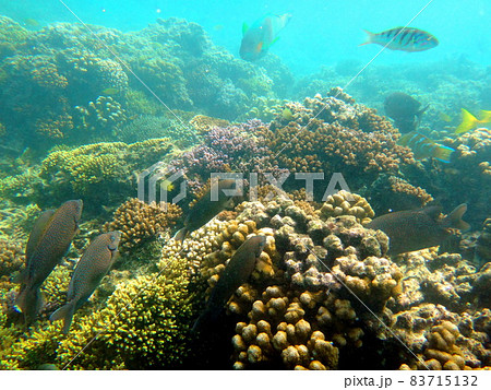 ニューカレドニア　カナール島の珊瑚 83715132