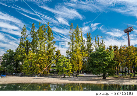 メタセコイア色づく秋の毛馬桜之宮公園 メタセコイア色づく秋の毛馬桜之宮公園 83715193