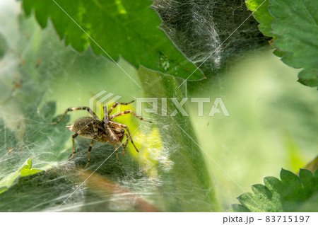 コクサグモ 棚網 コクサグモ 棚網 83715197