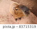 飯くれと言ってるカピパラ 83715319