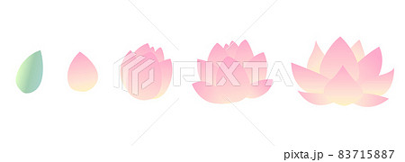 蓮の花のイラスト 蕾から開花までの成長過程セット 蓮の花のイラスト 蕾から開花までの成長過程セット 83715887