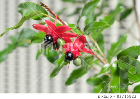 ミッキーマウスの実 83715922