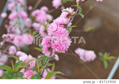 庭桜 83715930