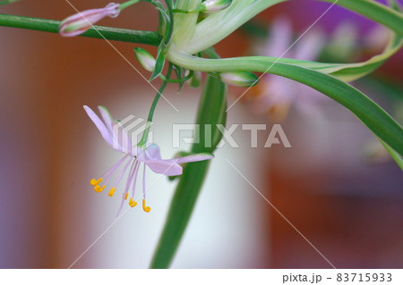 オリヅルランの花 オリヅルランの花 83715933