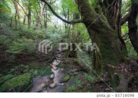屋久島の大株歩道 屋久島の大株歩道 83716096