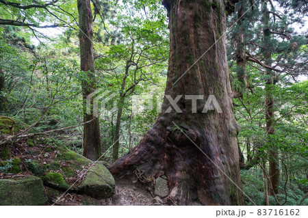 屋久島の大株歩道 83716162