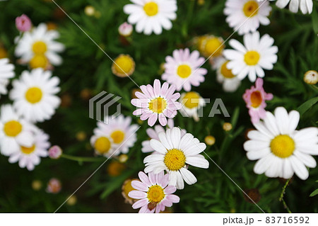 花 フラワー お花 83716592