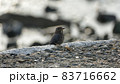 イソヒヨドリ　メス 83716662