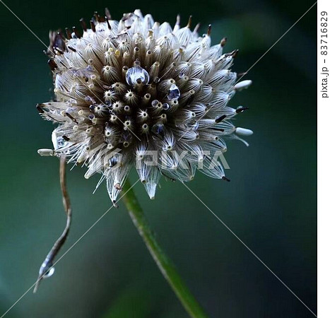 野原アザミ秋の綿毛 正方形構図の写真素材 7169