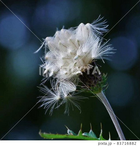 野原アザミ秋の綿毛 正方形構図の写真素材 7168