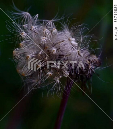 野原アザミ秋の綿毛 長方形構図の写真素材 7166