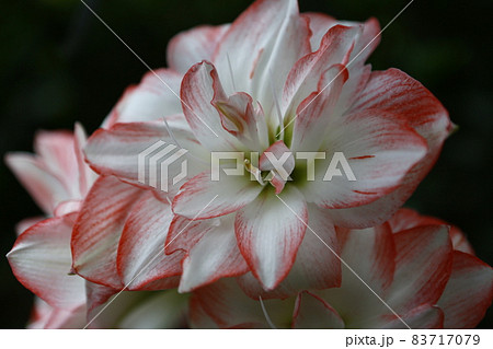 花 フラワー お花 83717079