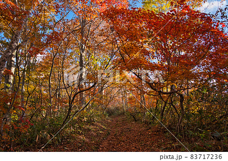 紅葉のトンネル 紅葉のトンネル 83717236