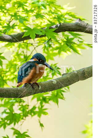 木に留まっているカワセミ 緑バック 木に留まっているカワセミ 緑バック 83717326