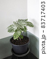 Caladium in black plant pot with white and green leaves in flower pot put in the corner of the room 83717403