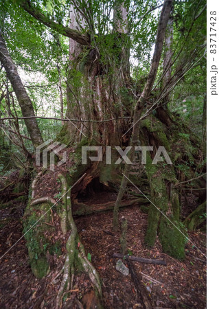 縄文杉往復コースのトロッコ道 縄文杉往復コースのトロッコ道 83717428