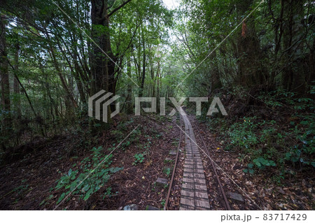 縄文杉往復コースのトロッコ道 83717429