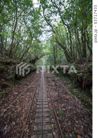 縄文杉往復コースのトロッコ道 縄文杉往復コースのトロッコ道 83717435