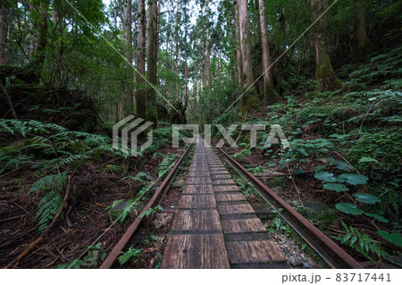 縄文杉往復コースのトロッコ道 縄文杉往復コースのトロッコ道 83717441