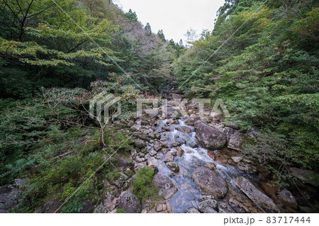 縄文杉往復コースのトロッコ道 83717444