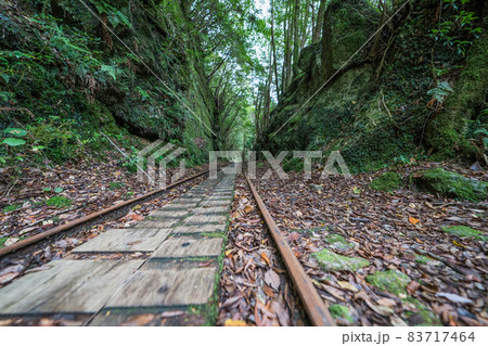 縄文杉往復コースのトロッコ道 縄文杉往復コースのトロッコ道 83717464