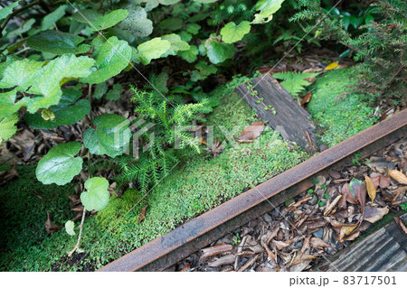 縄文杉往復コースのトロッコ道 縄文杉往復コースのトロッコ道 83717501