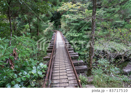 縄文杉往復コースのトロッコ道 83717510