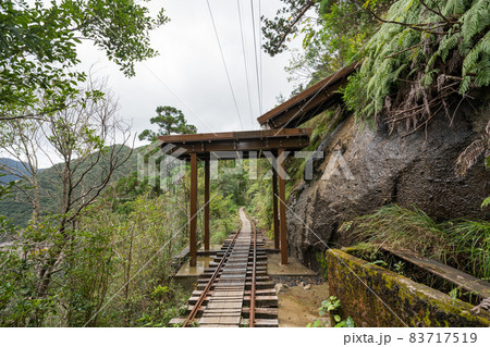 縄文杉往復コースのトロッコ道 縄文杉往復コースのトロッコ道 83717519