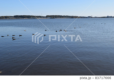 牛久沼（うしくぬま） 83717666