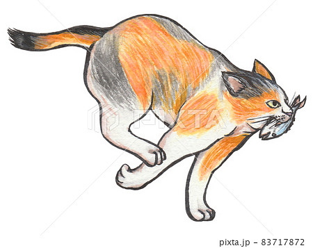 手描き動物図鑑 魚を咥えた猫のイラスト素材