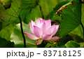 蓮の花　紹興紅蓮 83718125